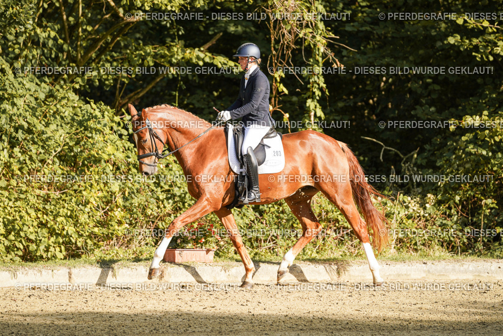 DSC05389 | Pferdegrafie