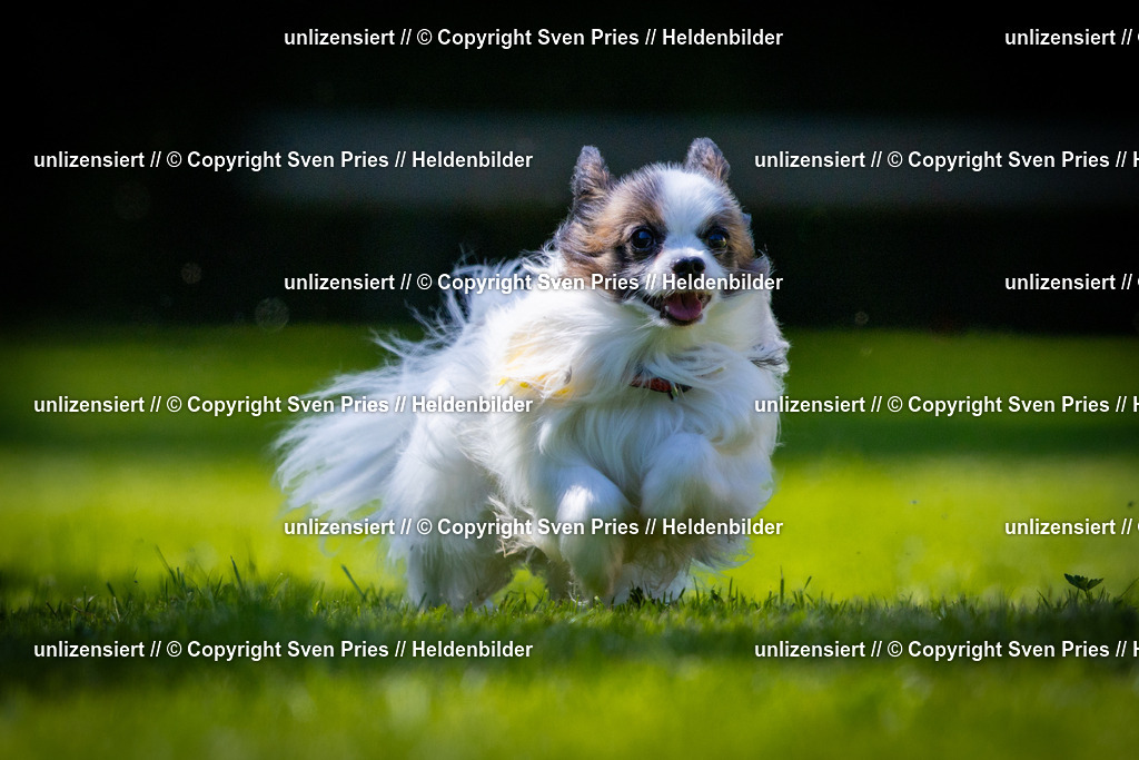 Sven Pries | 2025-08-10 - Hunderennen Durlach - Realisiert mit Pictrs.com