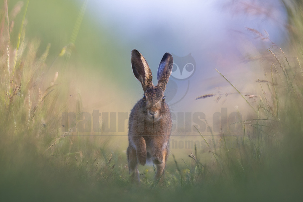 20220615181422-4 | Der Feldhase, kurz auch Hase genannt, ist ein Säugetier aus der Familie der Hasen. Die Art besiedelt offene und halboffene Landschaften. Das natürliche Verbreitungsgebiet umfasst weite Teile der südwestlichen Paläarktis; durch zahlreiche Einbürgerungen kommt der Feldhase heute jedoch auf fast allen Kontinenten vor. - Realisiert mit Pictrs.com