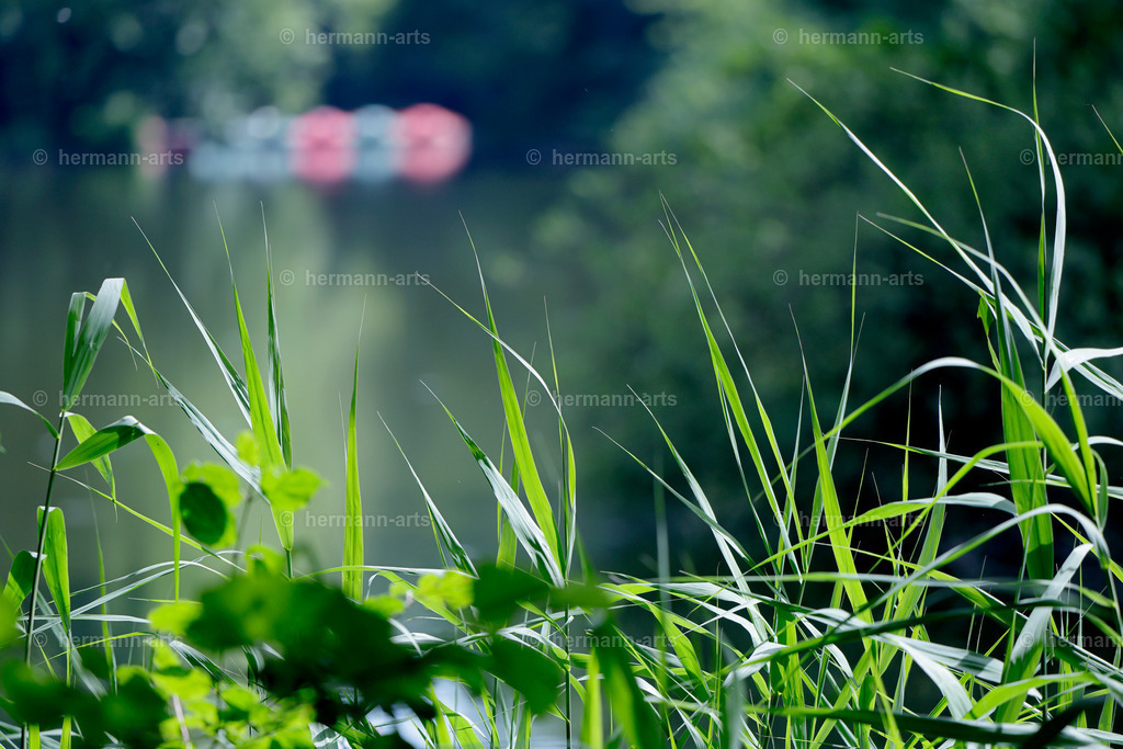 Bagno_09_07_24_DPP-83 | Photo Foto Kunst Art schwarzweiss Bilder Rheine Münster Berlin Blumen 