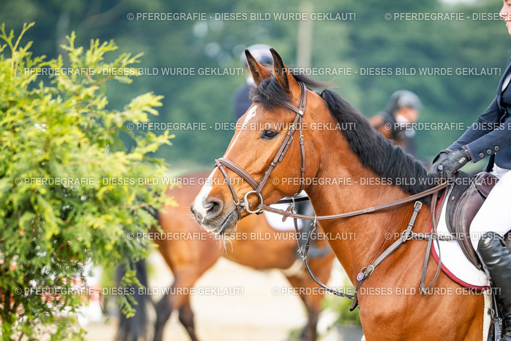 DSC08403 | Pferdegrafie