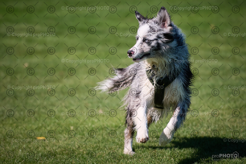 085_202509_4Hundebadetag_NZ9_2360 | proPHOTO - Realisiert mit Pictrs.com