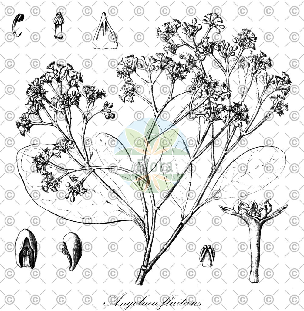 HistAbb_wfo-0000536542_42_ENZY_Simple | Historische Abbildung von Angolaea fluitans - Podostemaceae | Historical Illustration of Angolaea fluitans - Podostemaceae