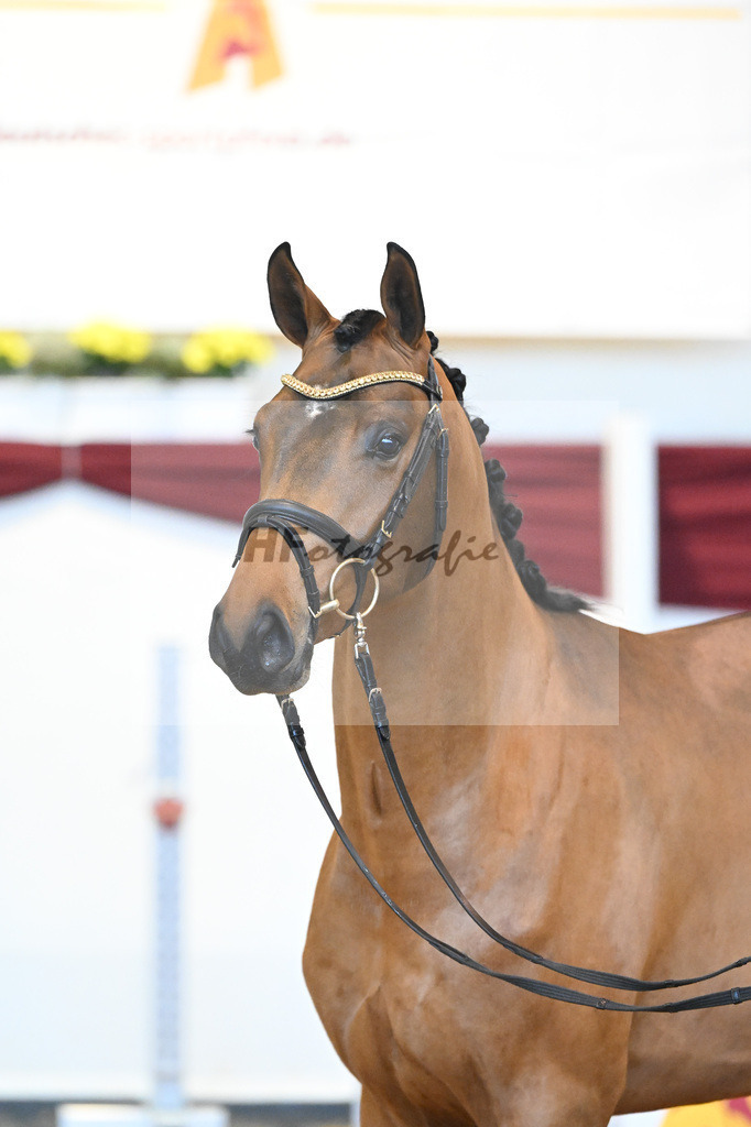 Kat-Nr. 62 v. Asti Spumante_Muehlbauer_66221397 | hf-fotografie - Realizzato con Pictrs.com