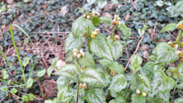 h170_Goldnessel | Verkauf von Fotos und  Videoclips zumThema Natur.Motive sind Pflanzen, Tiere, Landschaftenund Wetter - Realisiert mit Pictrs.com
