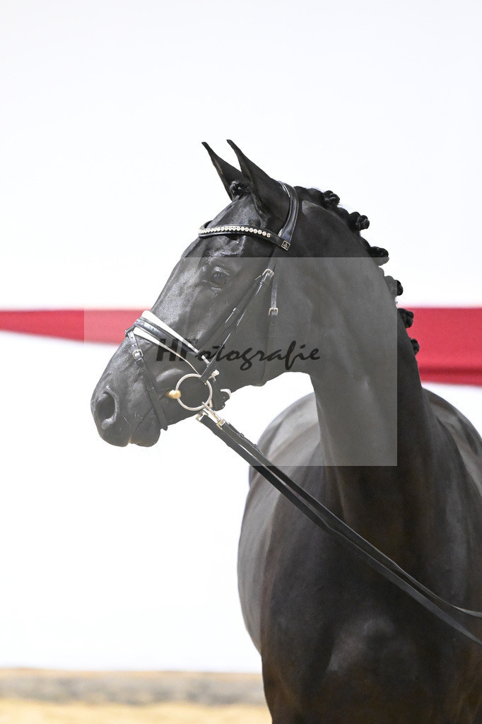 Kat-Nr. 13 v. Zackerey_Blue Hors_63220291 | hf-fotografie - Realizzato con Pictrs.com