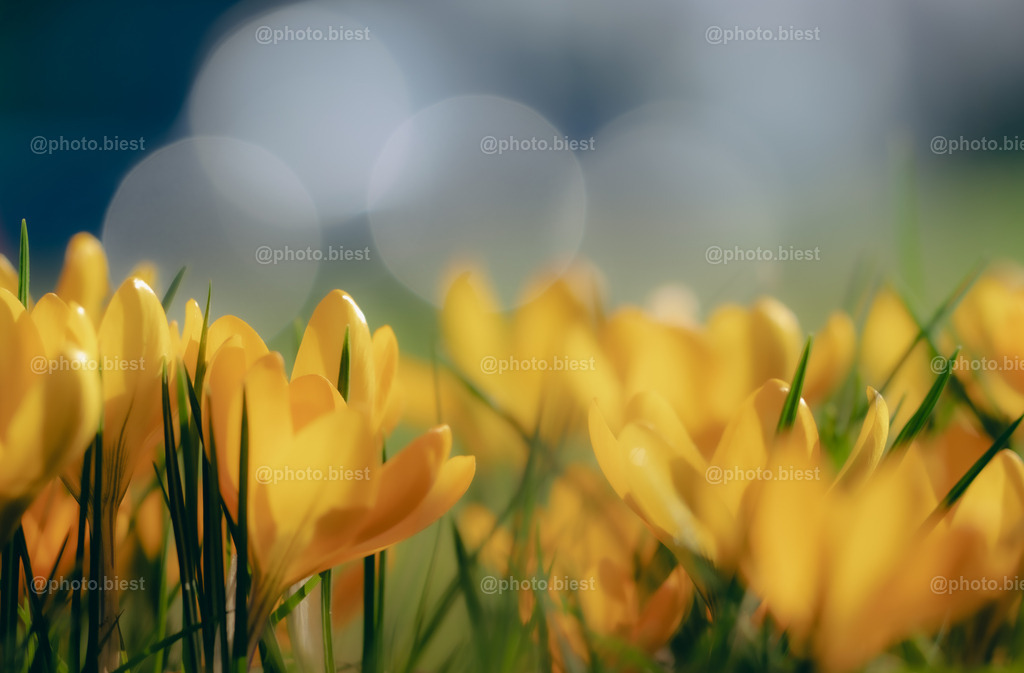 Krokusbubbles | Gelbes Krokusmeer mit Bokeh. - Realisiert mit Pictrs.com