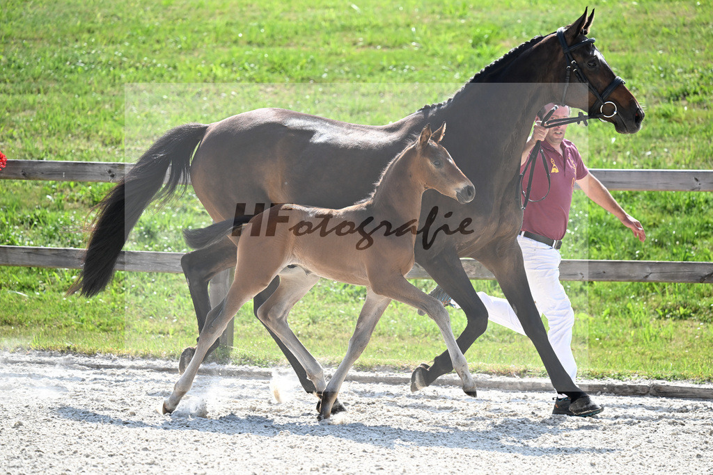 Kat-Nr. 45 Va Bene x De Niro_HF_Sommer_15251297 | hf-fotografie - Realizzato con Pictrs.com