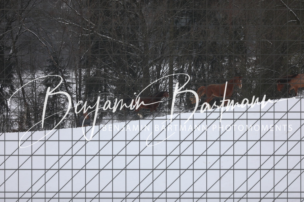 AZ2A3385 | Benjamin Bartmann Photomoments