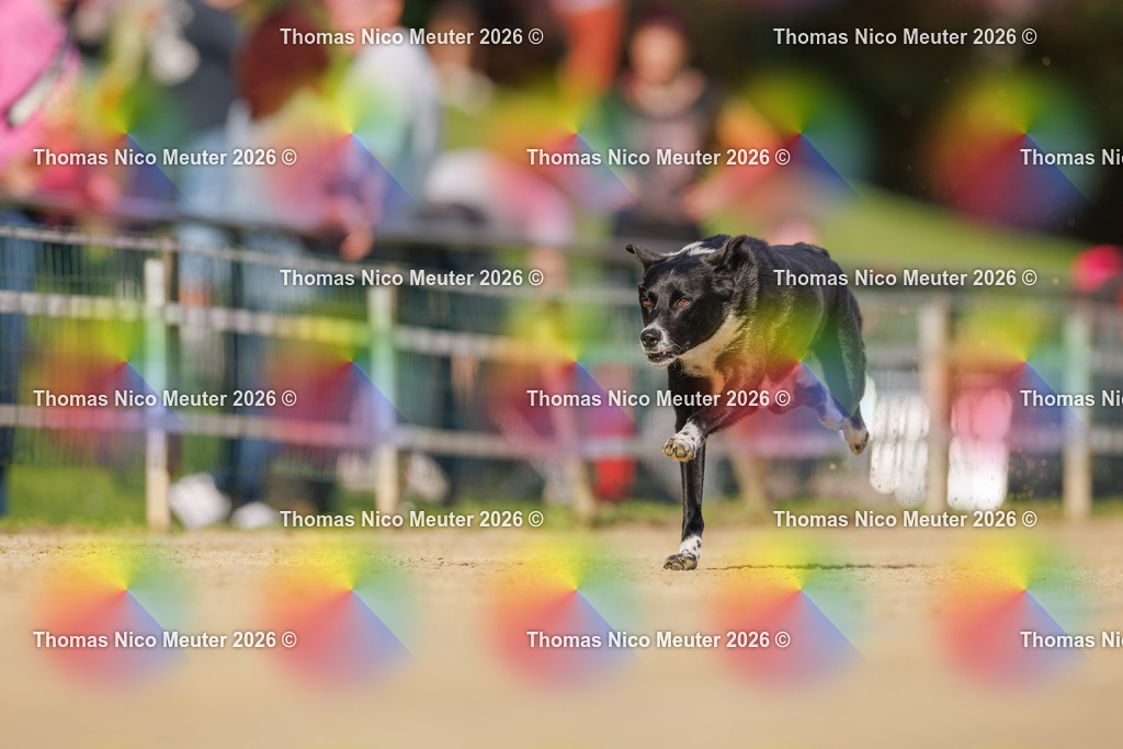 Thomas_Nico_Meuter(C)_03. Oktober 2026_223A3178 | Bild von Thomas Nico Meuter - Realisiert mit Pictrs.com