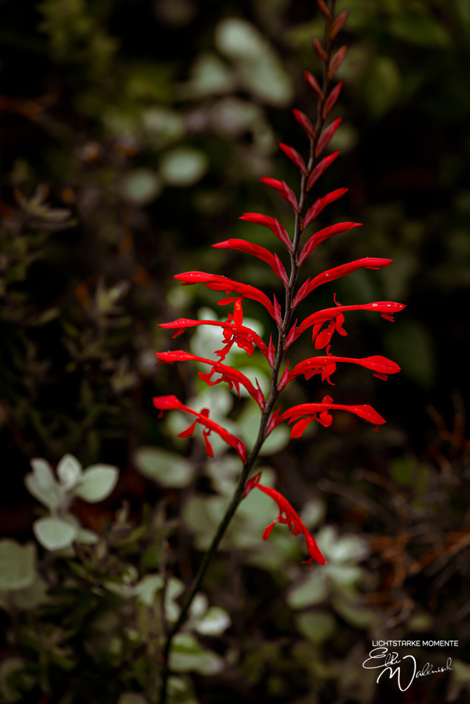20231007-114335 SOUTHAFRIKA_-1 | Herzlich willkommen auf meiner Seite! Ich bin Elke Wallnisch, Deine Fotografin für lichtstarke Momente. Der Name steht für alles, was mich mit der Fotografie verbindet: Das Licht und seine machtvolle Wirkung auf eine Situation oder unsere Stimmung - Realisiert mit Pictrs.com