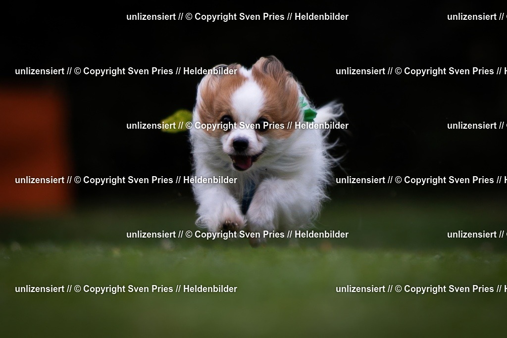 Sven Pries | 19. Allgemeines Hunderennen Karlsruhe Durlach - Realisiert mit Pictrs.com