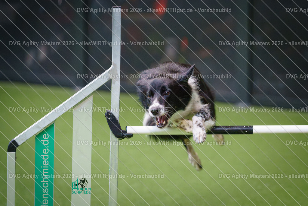allesWIRTHgut_Tierfotografie-DVG_Agility_Masters_2026-09_21-7R501456 | Professionelle Tierfotografie in Mönchengladbach von Daniel Wirth (allesWIRTHgut). Liebevolle & natürliche Bilder von Hunden & Katzen für unvergessliche Erinnerungen.