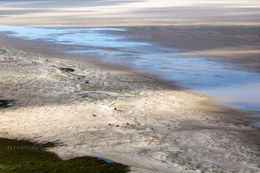 Vue aérienne: Bétail dans les dunes sur la plage de sable à Fanø dans le département Syddanmark, Danemark. Photo: IMG_118587.jpg prise le 21/09/2019 par Werner Riehm/FLY-FOTO.eu – Résolution de l'original: 5472 x 3648 px