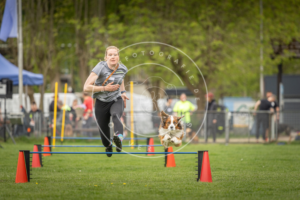 Pfotenfotografie_DV3A0495 | Hundefotografie, Tierfotograf, Pfotenfotografie, Fotoshooting Hund, Hunde Portrait, Hundesport, Hundeportraits, Heideshooting, Hunde, Sportfotograf, Hundefotograf, Turnierhundsport, THS,  - Realisiert mit Pictrs.com