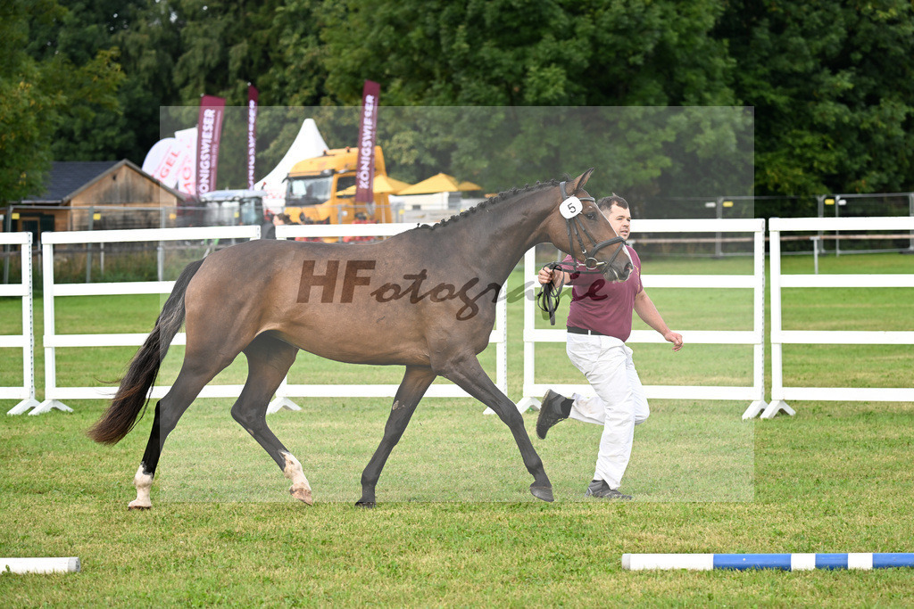 Kat-Nr. 5 Carathella v. Limbothello B_Hoffmeister_30250059 | hf-fotografie - Realisiert mit Pictrs.com