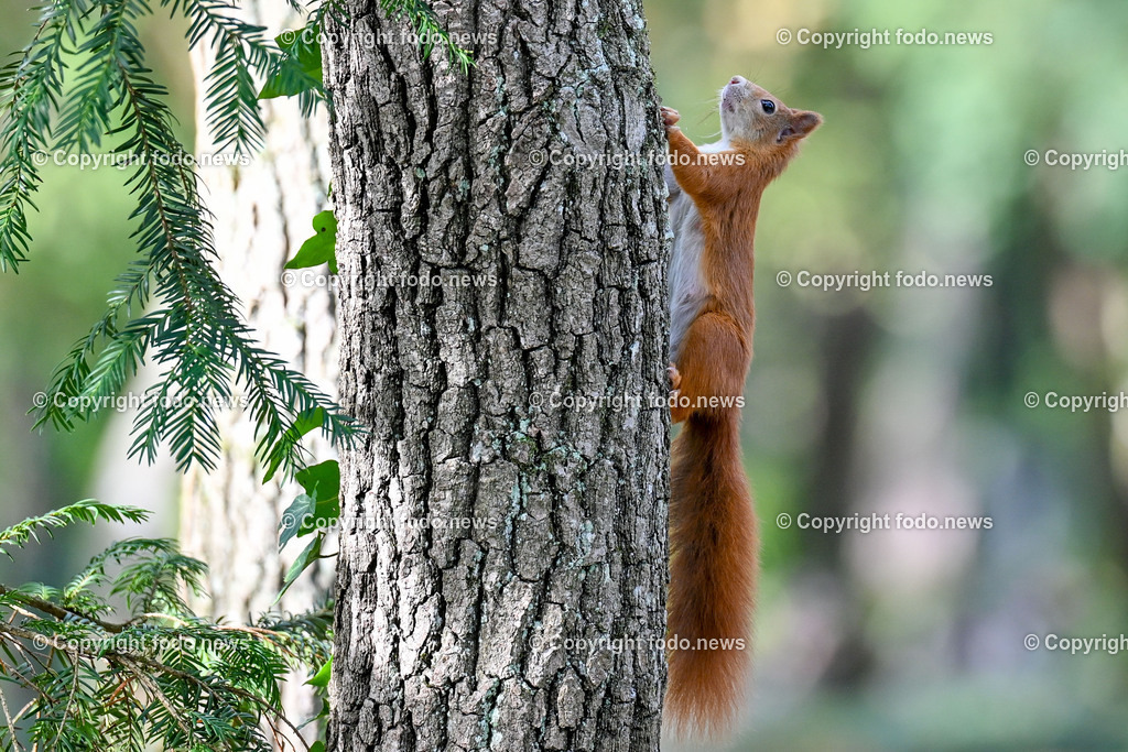 Eichhoernchen_ Wildtier_ Waldbewohner_ 26.10.2024-1 | 26.10.2024, Linz, AUT, Tiere im Bild Eichhoernchen, Wildtier, Waldbewohner Die Eichhoernchen (Sciurus) sind eine Gattung der Baumhoernchen (Sciurini) innerhalb der Familie der Hoernchen (Sciuridae). Ein auffälliges Merkmal ist der hochgestellte buschige Schwanz. Die in Mitteleuropa bekannteste Art ist das Eurasische Eichhoernchen, das gemeinhin einfach als Eichhoernchen bezeichnet wird. Alle Eichhoernchen sind Waldbewohner. Quelle: Wikipedia