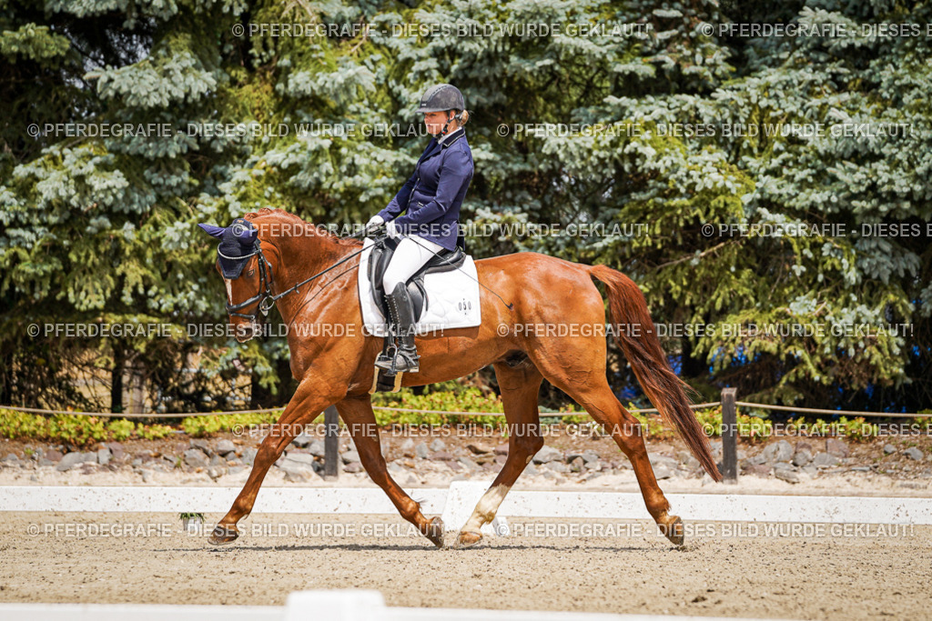 DSC02351 | Pferdegrafie