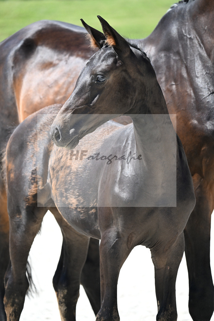 Kat-Nr. 22 Adzarro de L Abbaye B x Contendro I_SF_Batzek_24250507 | hf-fotografie - Realisiert mit Pictrs.com