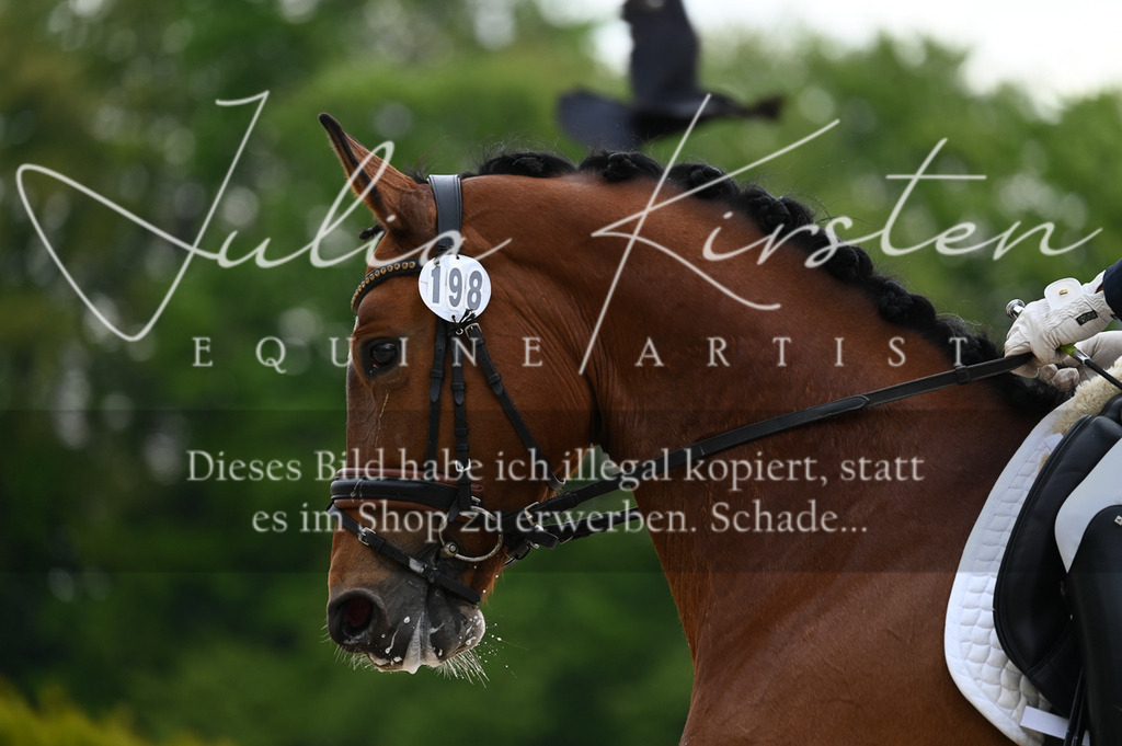 20230512_JK-Röhrsdorf-02-240 | Pferde- und Turnierfotografie in Westsachsen. Pferdeportraits, Auftragszeichnungen und intuitive Kunst.