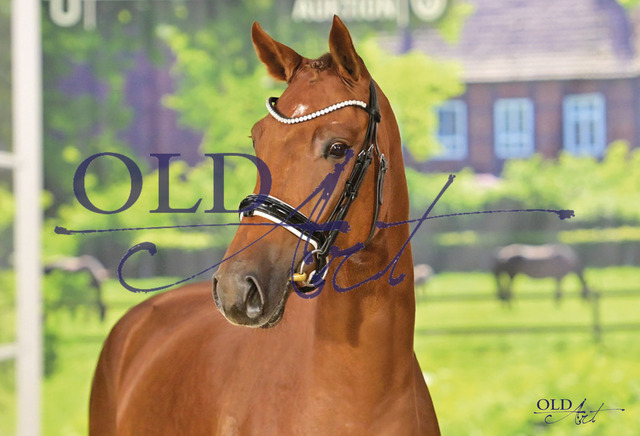 13 Fine Romance DE433330888919 HE-Rpf Fidertanz - For Romance I - Londonderry_a | <meta name="description" content="★Offizieller Merchandise und Foto-/Videostore des Oldenburger Verbandes.★ ✅Jetzt auch digital Ausdrucke erhältlich." />
<meta name="keywords" content="Merchandise Foto-/Videostore Oldenburger Verband Photographie 