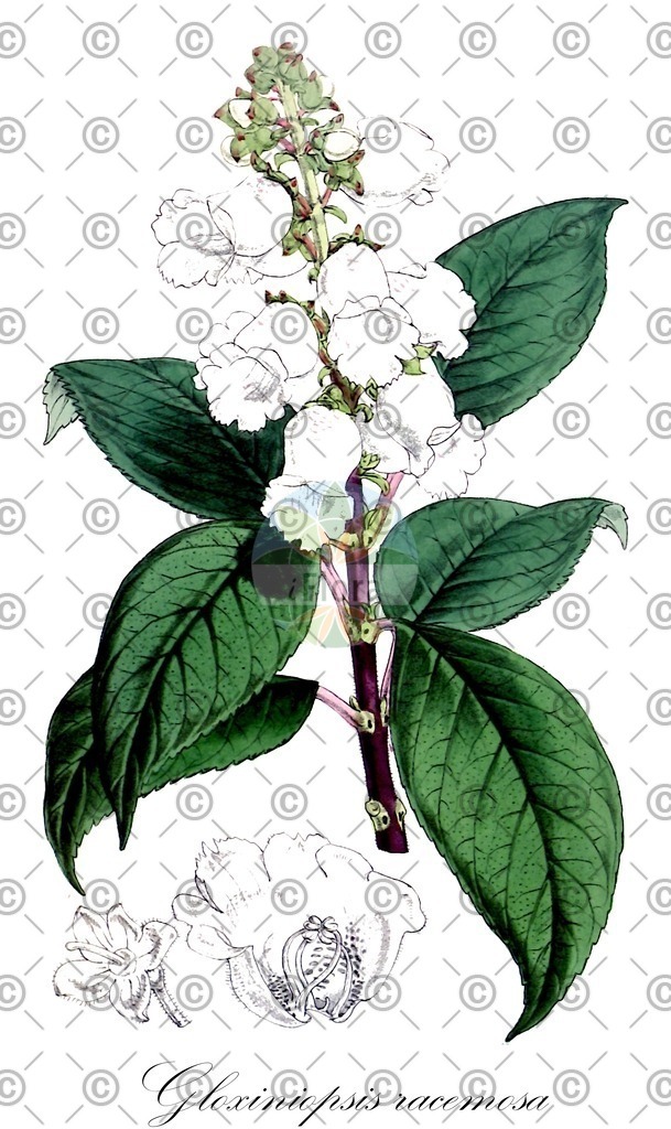 HistAbb_wfo-0000704301_1_ENZY_Simple | Historische Abbildung von Gloxiniopsis racemosa - Gesneriaceae | Historical Illustration of Gloxiniopsis racemosa - Gesneriaceae