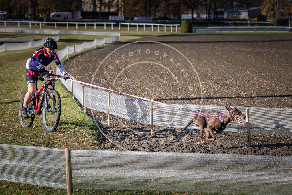 CaniXpix_DV3A4786 | Hundefotografie, Tierfotograf, Pfotenfotografie, Fotoshooting Hund, Hunde Portrait, Hundesport, Hundeportraits, Heideshooting, Hunde, Sportfotograf, Hundefotograf, Turnierhundsport, THS,  - Realisiert mit Pictrs.com