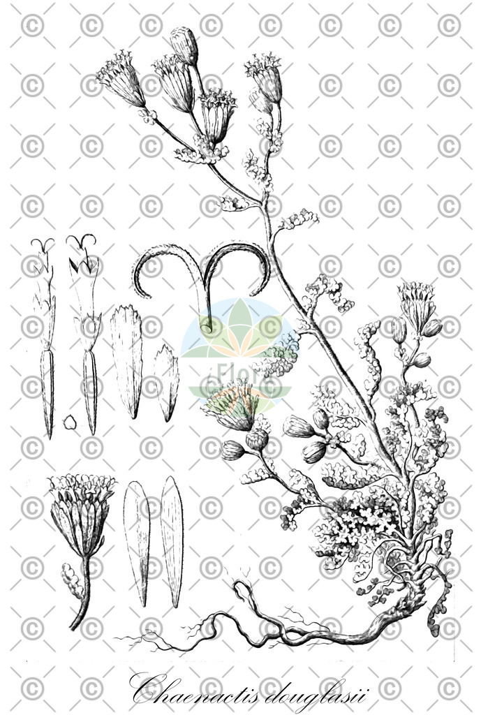 HistAbb_wfo-0001003367_1_ENZY_Simple | Historische Abbildung von Chaenactis douglasii - Asteraceae | Historical Illustration of Chaenactis douglasii - Asteraceae (douglas's dustymaiden;false yarrow)