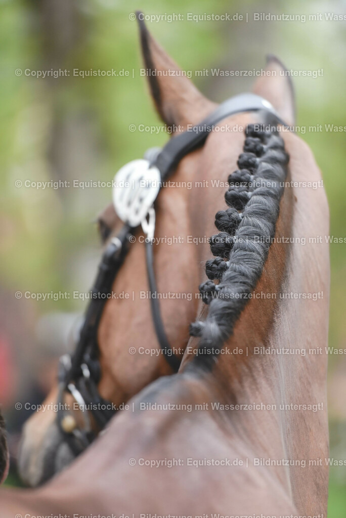 20230514_Impressionen_0174 | equistock