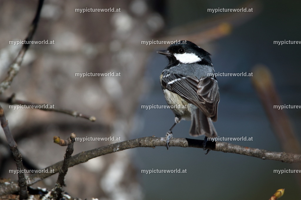 Tannenmeise-014 | Das Bilderarchiv über Tiere, Planzen und Landschaften. In der Bilddatenbank finden Sie ein große Auswahl an hochwertigen Bilder für Ihre Werbung - Realized with Pictrs.com