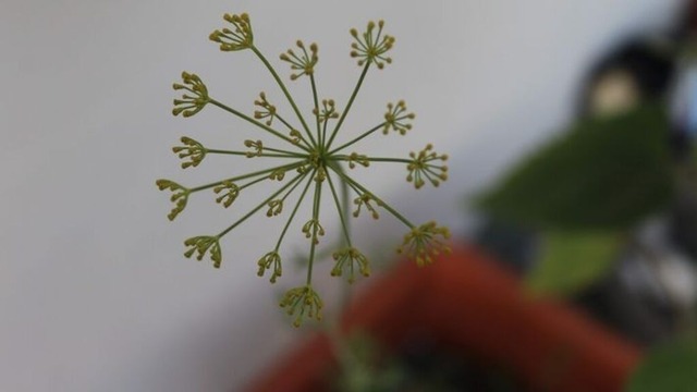 fruchtstand-der-pastinake | Verkauf von Fotos und  Videoclips zumThema Natur.Motive sind Pflanzen, Tiere, Landschaftenund Wetter - Realisiert mit Pictrs.com