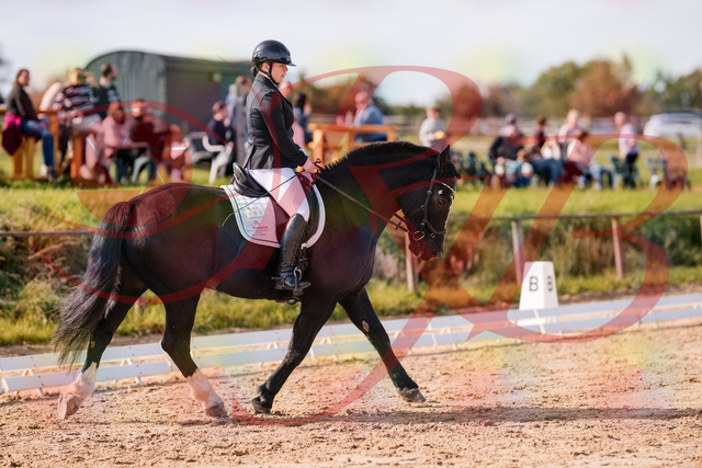 2026_10_03_Siefer-Hof_120700_Z81_08422983 | Professionelle Reitsport-, Turnier- und Eventfotografie von Robert Broda. Galerien mit ausgewählten und bearbeiteten Bildern direkt online ansehen und bestellen.