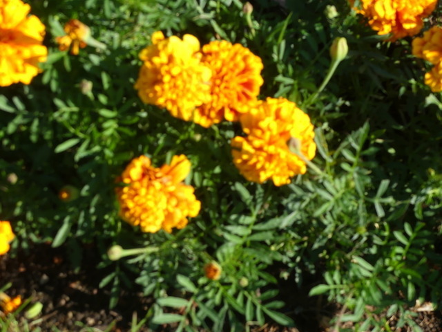 Tagetes | Verkauf von Fotos und  Videoclips zumThema Natur.Motive sind Pflanzen, Tiere, Landschaftenund Wetter - Realisiert mit Pictrs.com