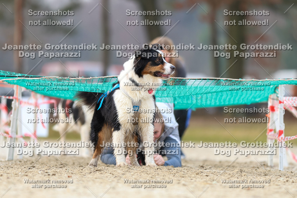 Dog Paparazzi - Strongdog North Mrz26-4167 | Dog Paparazzi Jeanette Grottendiek Fotografie & Videografie - Realisiert mit Pictrs.com