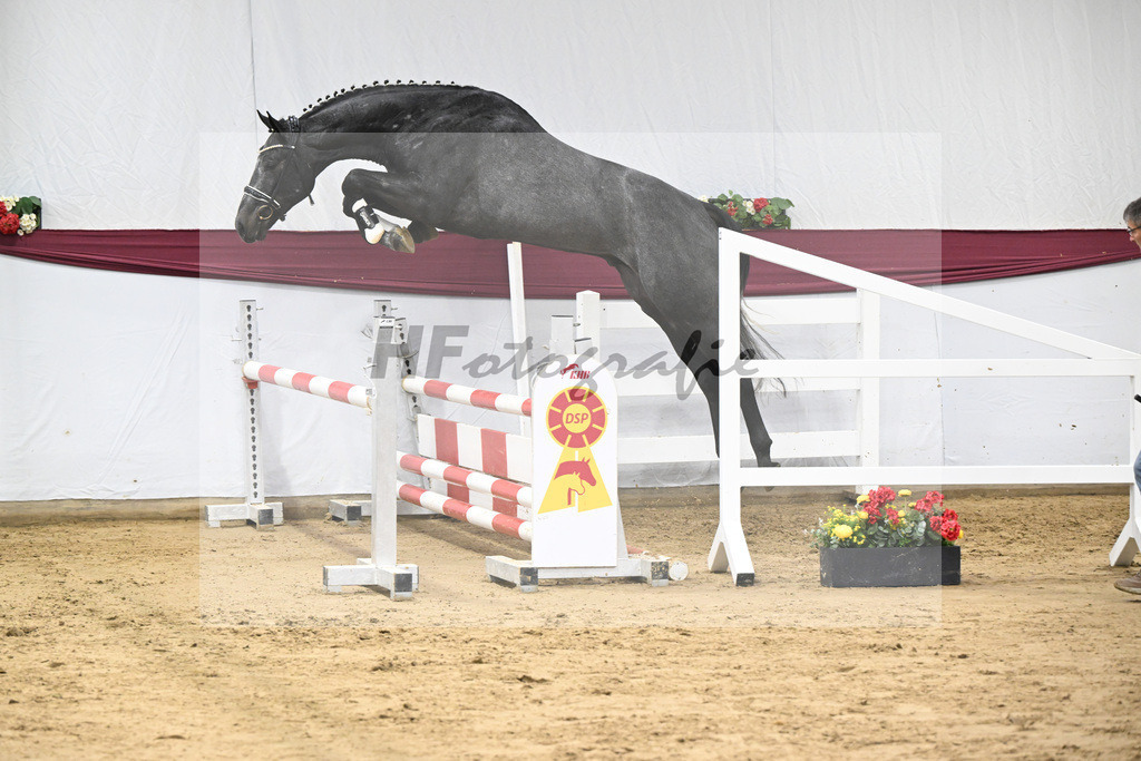 Kat-Nr. 104 Allroad 2000 Z x Chacco-Blue_Anton Gassler_47253344 | hf-fotografie - Realisiert mit Pictrs.com