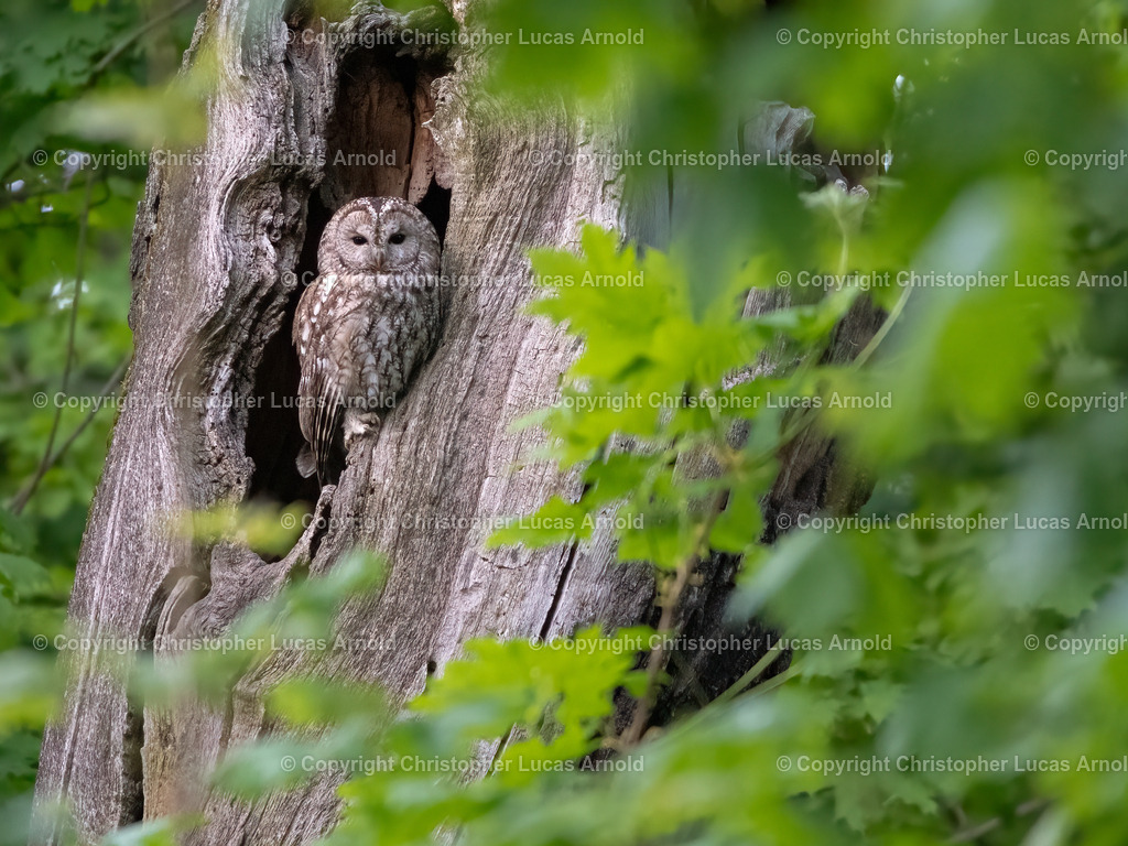Waldkauz | bildkomponist - Realisiert mit Pictrs.com