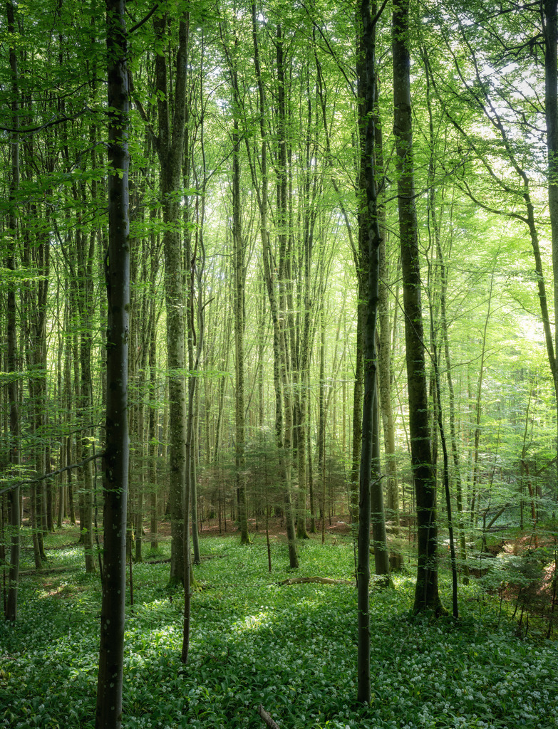 Bärlauchwald | Sihlwald - Realisiert mit Pictrs.com