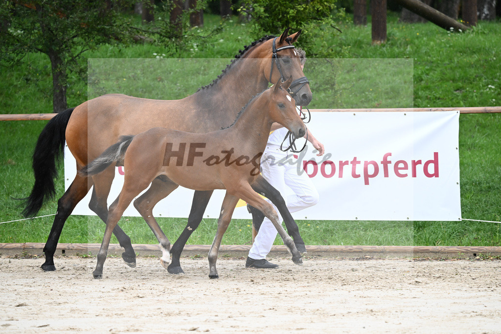 Kat-Nr. 8 HF Cellestial_Joas_25230089 | hf-fotografie - Realizzato con Pictrs.com