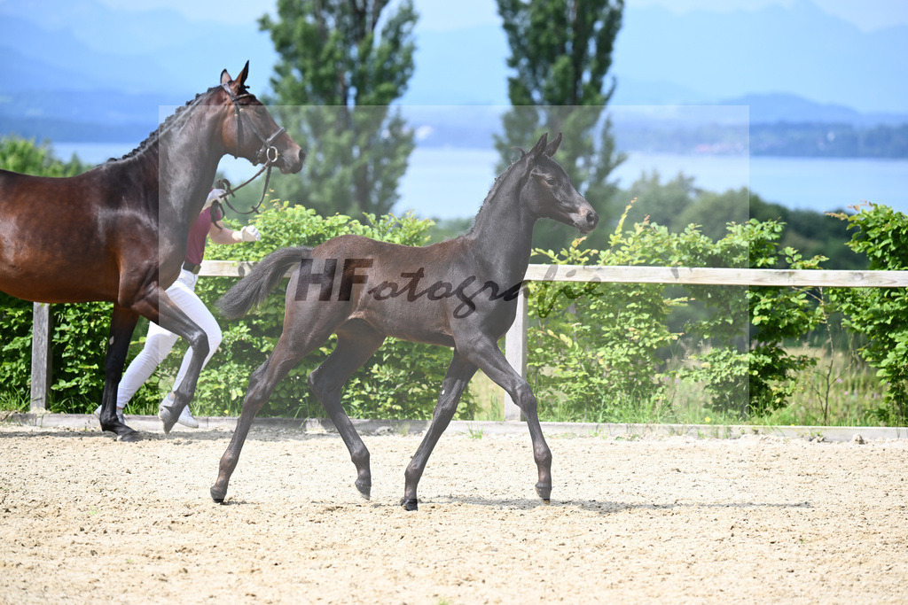 Agamamdon XX x Conthargos_HF_Lehmann_19240104 | hf-fotografie - Realisiert mit Pictrs.com