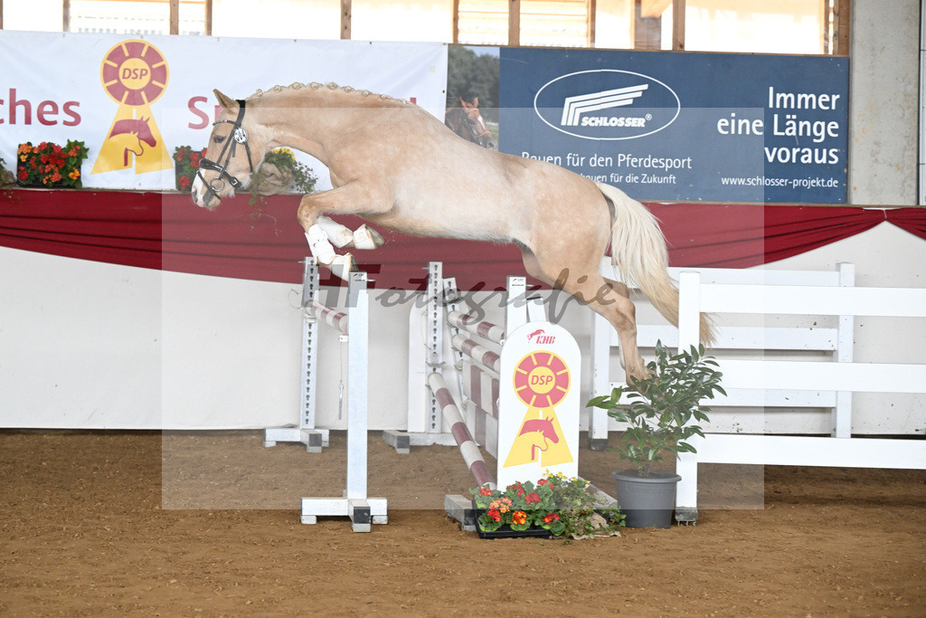 Kat-Nr. 4 Golden Jackpot v. Global Champion WE_Dirlan_16250493 | hf-fotografie - Realisiert mit Pictrs.com
