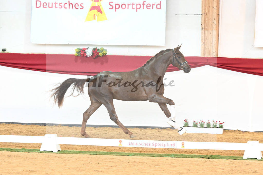 Kat-Nr. 63 Fidertanz x Romanov Blue Hors_La Rue_43230653 | hf-fotografie - Realisiert mit Pictrs.com