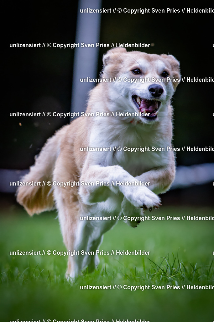 Sven Pries | 2024-10-19 - Hunderennen Ober-Grombach - Realisiert mit Pictrs.com