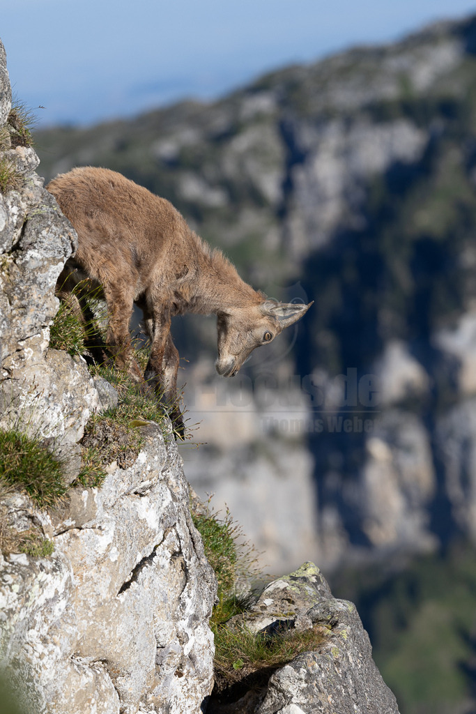 _5NF7129_20250710 | Ein Steinbock klettert an einem steilen Felsvorsprung. Das Tier scheint sich nach unten zu blicken, möglicherweise auf der Suche nach einem sicheren Tritt oder um die Umgebung zu überblicken. Die felsige Umgebung und die steile Neigung des Geländes unterstreichen die Anpassungsfähigkeit und die athletischen Fähigkeiten des Steinbocks. Die Szene vermittelt ein Gefühl von Wildnis und Abenteuer. - Realisiert mit Pictrs.com