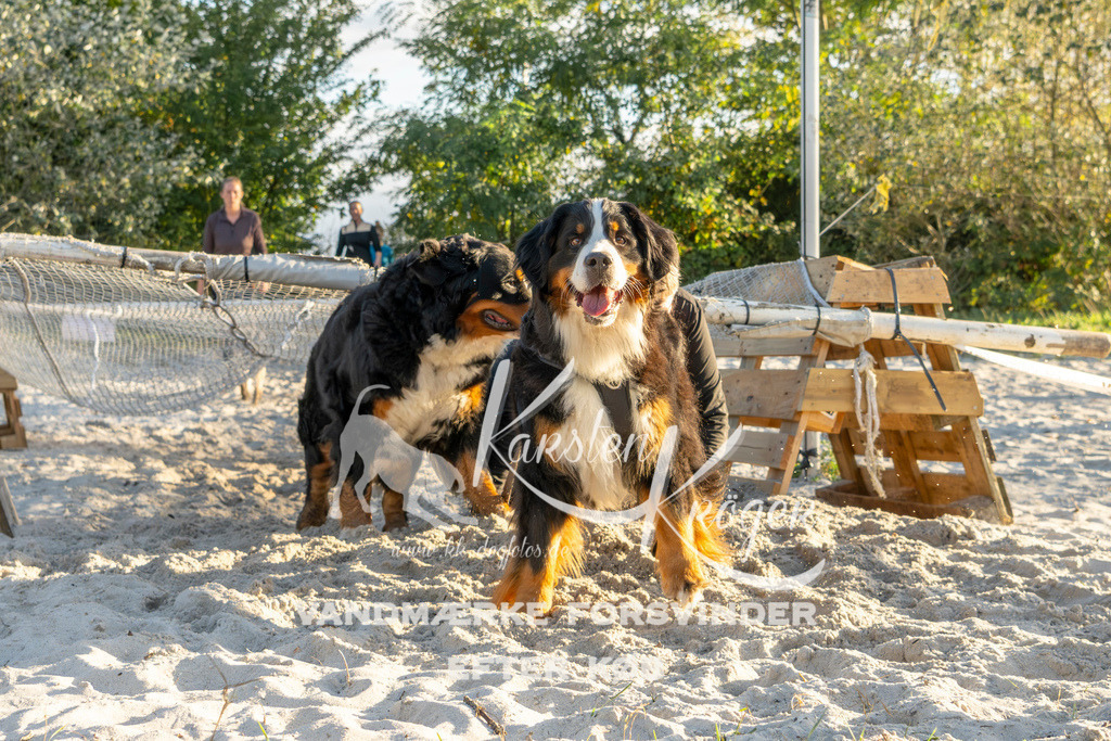 1653_ZZ99987 | kk-dogfotos