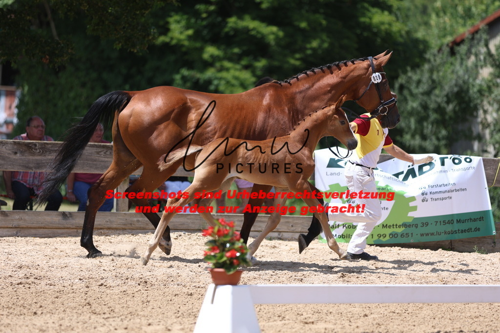 Fohlenschau_Schwäbisch_Hall_springbetonte_Fohlen_KN 28_1 | lmwpictures - Realisiert mit Pictrs.com