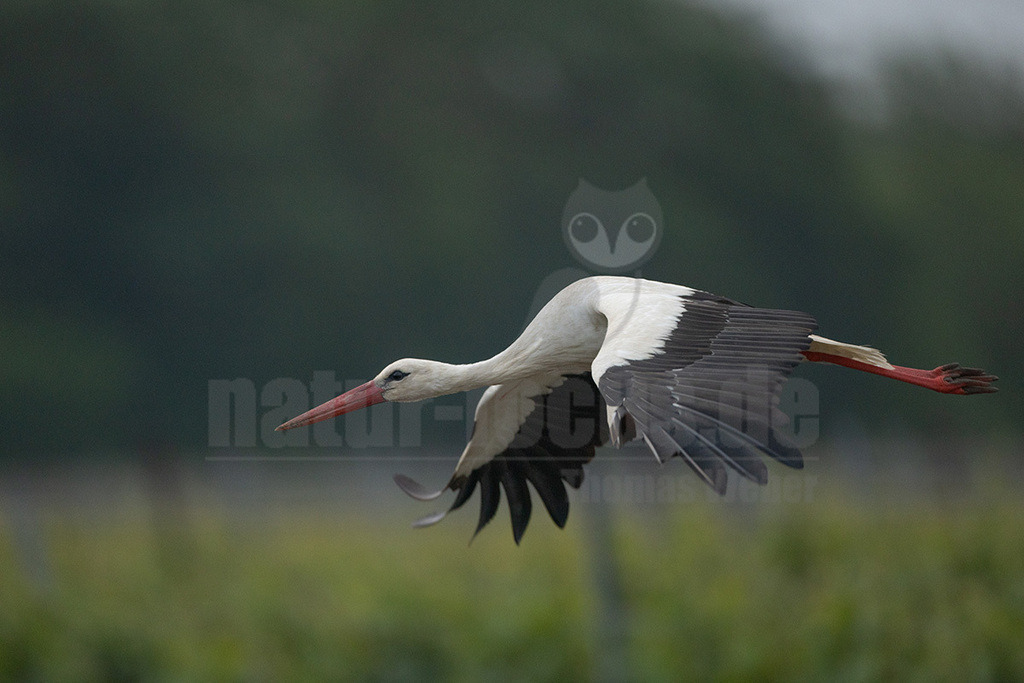 R5NF6377_20240512 | Der Weißstorch ist einer der bekanntesten und am besten erforschten Vögel hierzulande. Weltweit hat er eine hohe Symbolkraft, gilt unter anderem als Glücksbote und überbringt in der deutschen Folklore sogar Babys. Er brütet in offenen Kulturlandschaften und baut sein Nest häufig auf Schornsteinen, Dächern oder Kirchtürmen. Häufig sieht man ihn im ruhigen Segelflug hoch am Himmel kreisen. Im Winter zieht er nach Afrika. - Realisiert mit Pictrs.com