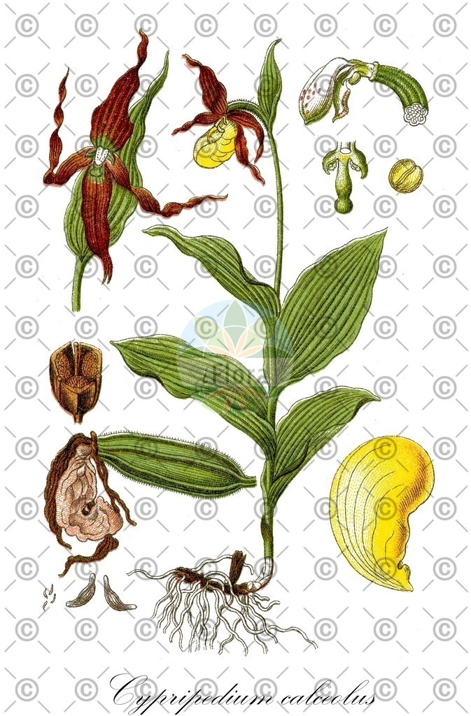HistAbb_wfo-0001181761_1_ENZY_Simple | Historische Abbildung von Cypripedium calceolus - Orchidaceae (Frauenschuh;Echter Frauenschuh;Gelber Frauenschuh;Marien-Frauenschuh) | Historical Illustration of Cypripedium calceolus - Orchidaceae (lady's-slipper)