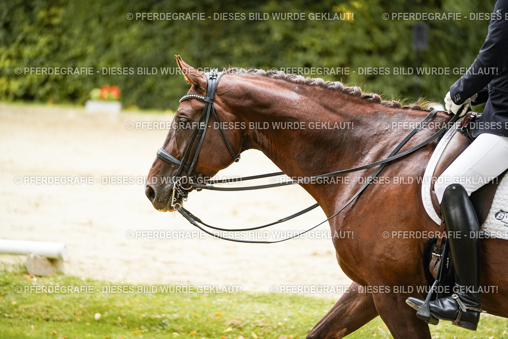 DSC03824 | Pferdegrafie