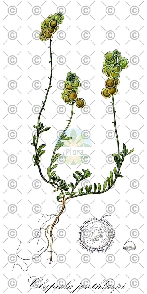 HistAbb_EMP_18396_1_SIMPLE | Historische Abbildung von Clypeola jonthlaspi - Brassicaceae (Gewöhnliches Schildkraut;Schildschötchen) | Historical Illustration of Clypeola jonthlaspi - Brassicaceae