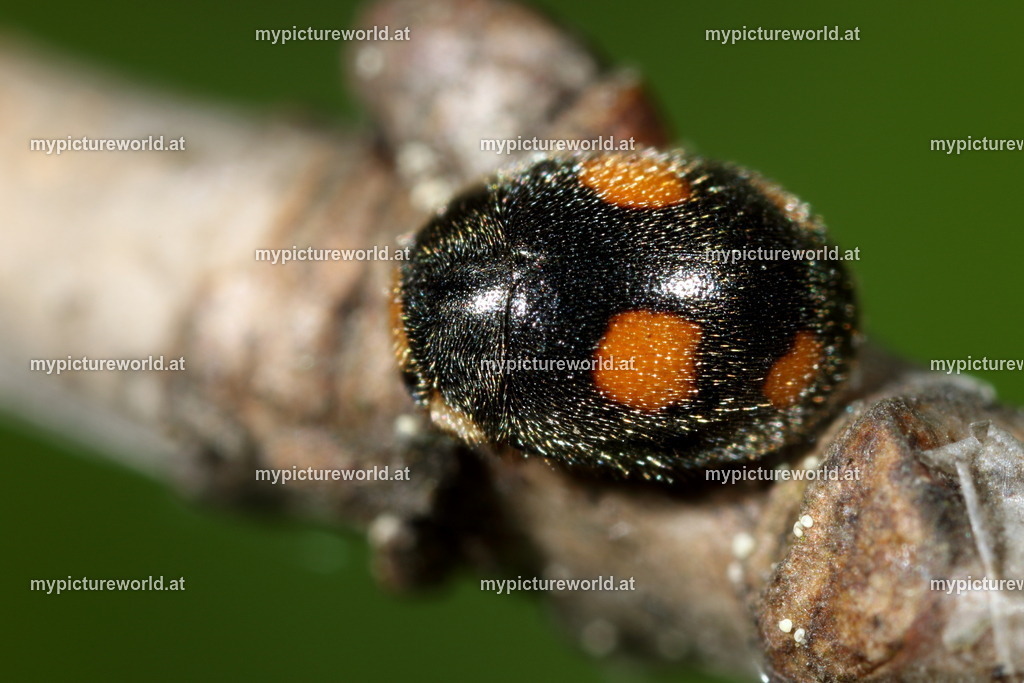 Platynaspis luteorubra-004 | Das Bilderarchiv über Tiere, Planzen und Landschaften. In der Bilddatenbank finden Sie ein große Auswahl an hochwertigen Bilder für Ihre Werbung - Realized with Pictrs.com